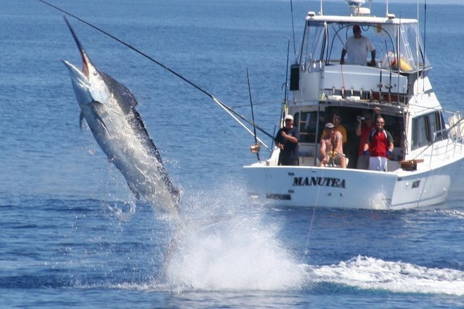 MBBC Marlin - Manutea © Moreton Bay Boat Club . http://www.moretonbayboatclub.com